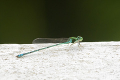Pseudagrion decorum