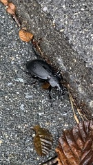 Carabus coriaceus