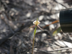 Caladenia cardiochila
