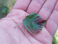 Acalitus longisetosus