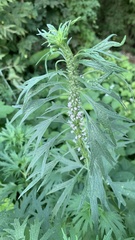 Leonurus glaucescens