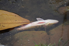 Cichla ocellaris