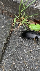 Carabus coriaceus