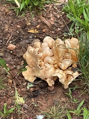 Favolus brasiliensis