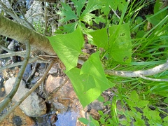 Parasenecio hastatus