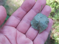 Acalitus longisetosus