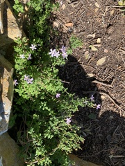 Chaenostoma hispidum