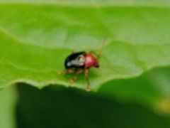 Basilepta subcostata