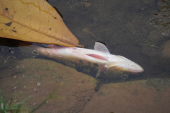 Cichla ocellaris