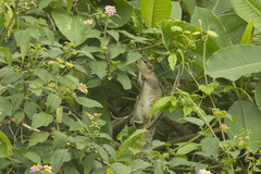 Funambulus palmarum