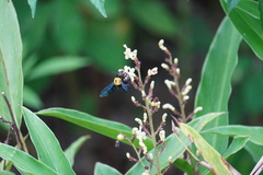 Xylocopa aestuans