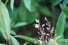 Xylocopa aestuans