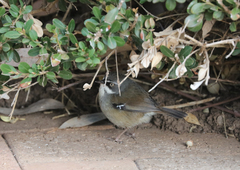 Sericornis frontalis