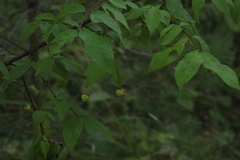 Euonymus verrucosus