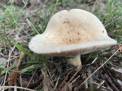 Lactifluus piperatus