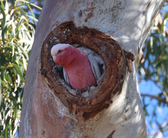 Eolophus roseicapilla