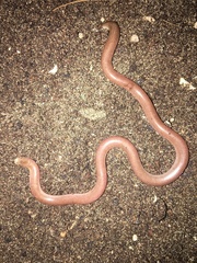 Xerotyphlops vermicularis