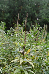 Veronicastrum sibiricum