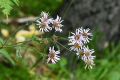 Aster tataricus