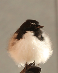 Rhipidura leucophrys