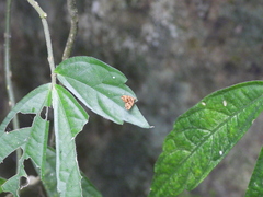 Choreutis amethystodes
