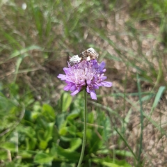 Acontia lucida