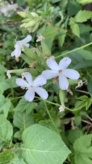 Saponaria officinalis