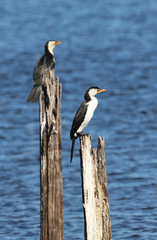 Microcarbo melanoleucos