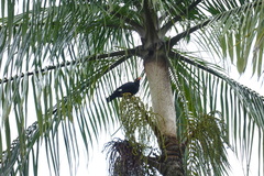 Gracula religiosa