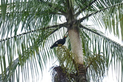 Gracula religiosa