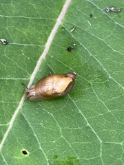 Succineidae