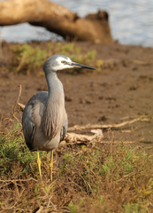 Egretta novaehollandiae