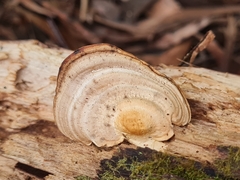 Trametes cubensis