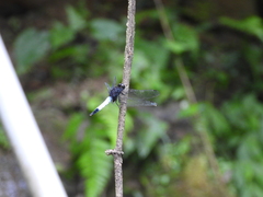 Orthetrum triangulare