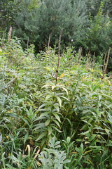 Veronicastrum sibiricum