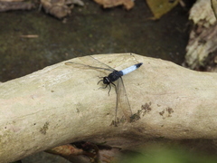 Orthetrum triangulare