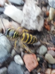 Vespula flavopilosa