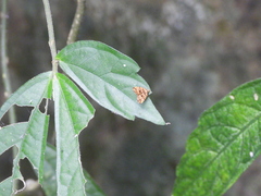Choreutis amethystodes