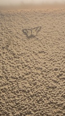 Lomaspilis marginata