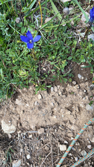 Gentianeae