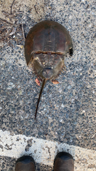 Limulus polyphemus