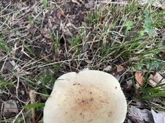 Lactifluus piperatus