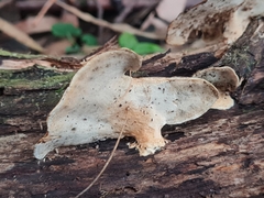 Trametes cubensis