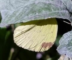 Eurema hecabe solifera