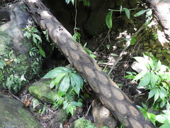 Sphaeropteris lepifera