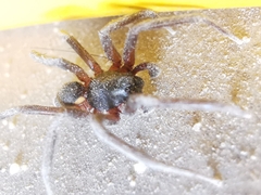 Corinnidae