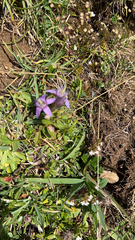 Gentianella