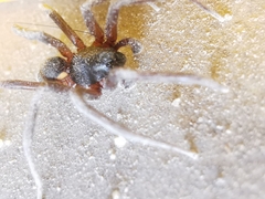 Corinnidae