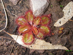 Drosera praefolia