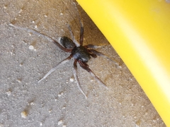 Corinnidae
